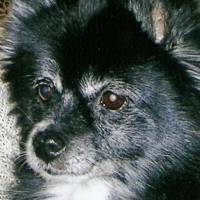 Photo #192236 de Marquise