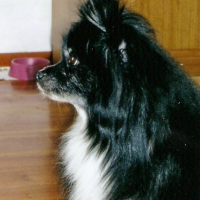 Photo #192241 de Marquise