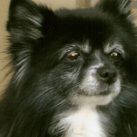 Photo #192243 de Marquise
