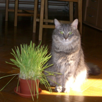 Photo #192244 de Scratchy