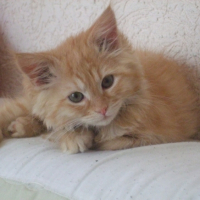 Photo #192255 de Ramsès