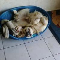 Photo #192258 de Cirus