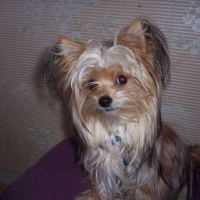 Photo #192280 de Lulan