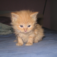 Photo #192295 de Ramsès