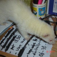 Photo #192300 de Nala