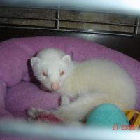 Photo #192304 de Nala