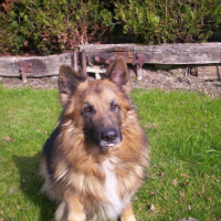 Photo #192383 de Rex