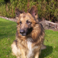 Photo #192391 de Rex