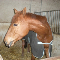 Photo #192411 de Kastor