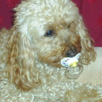 Photo #192433 de Loops