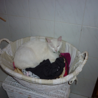Photo #192454 de Domino
