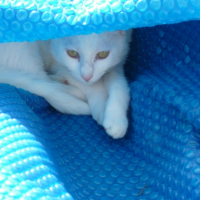 Photo #192457 de Domino