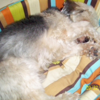 Photo #192464 de Cayou du bayou