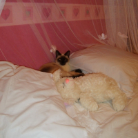 Photo #192507 de Capucine