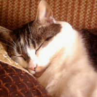 Photo #192515 de Enzo