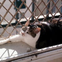 Photo #192516 de Enzo