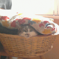 Photo #192518 de Enzo