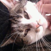 Photo #192523 de Enzo