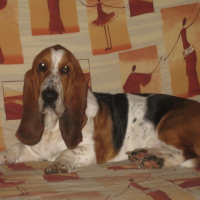 Photo #192532 de Darwin