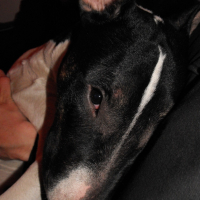 Photo #192533 de Dexter
