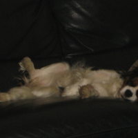 Photo #192572 de Brindille