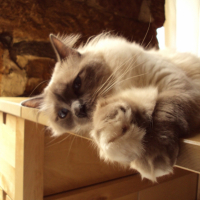 Photo #192595 de Caline