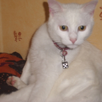 Photo #192611 de Domino