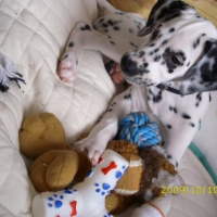 Pongo Joue