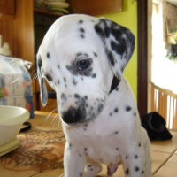 Pongo tape la pose