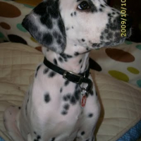 Pongo regarde sa maman