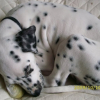 Pongo Dort ( ZzZzZ)