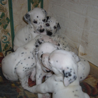 Pongo et ses frères 