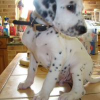 Pongo Magnifique =PP
