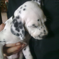 Pongo dort sur Papa