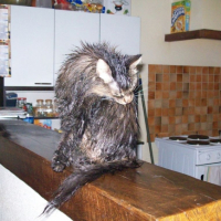 Ma louloute après le bain! un vrai petit rat!!