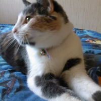 Photo #192682 de Nala