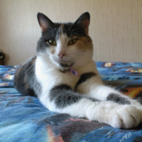 Photo #192684 de Nala