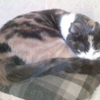 Photo #192686 de Nala