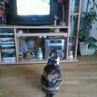 Photo #192687 de Nala