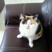 Photo #192694 de Peluche