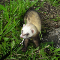 Photo #192701 de Lili