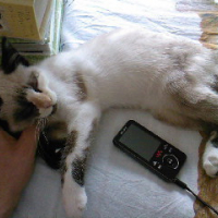 Photo #192702 de Grisette