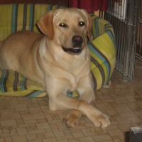 Photo #192741 de Lucky