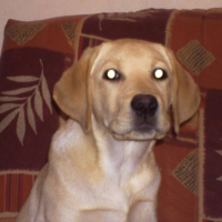 Photo #192748 de Lucky