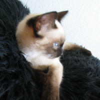 Photo #192772 de Maya