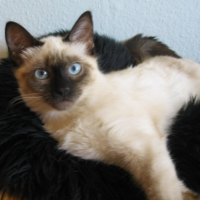 Photo #192774 de Maya