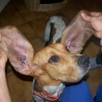 Photo #192788 de Dora