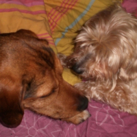 Photo #192806 de Sparco
