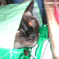 Photo #192853 de Mimile