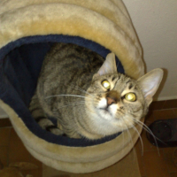 Photo #192862 de Blaise